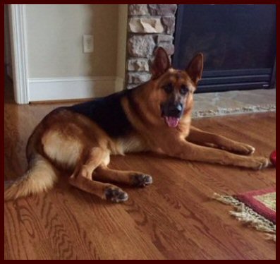 Black and Red Male German Shepherd dog in North Carolina