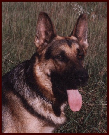 One of our Founding German Shepherd Dogs