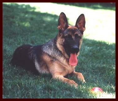 male German Shepherd