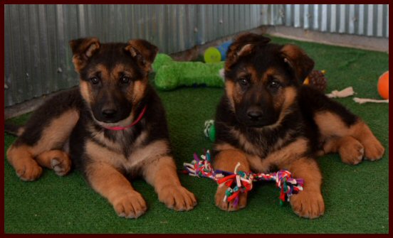 German Shepherd puppies