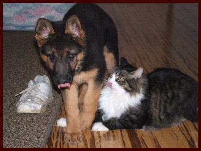 German Shepherd female puppy playing with her kitten friend